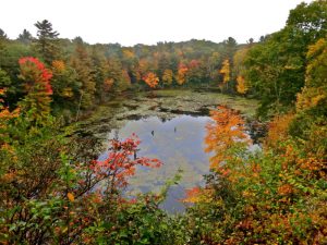 The pond at White Memorial Conservation Center